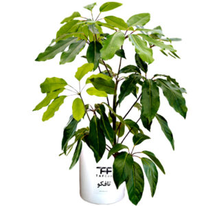 گیاه طبیعی شفلرا تنه بن سای بدون گلدان