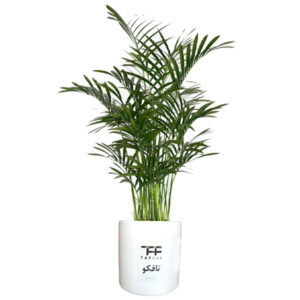 گیاه طبیعی نخل مرداب با ارتفاع 120 سانتی متر