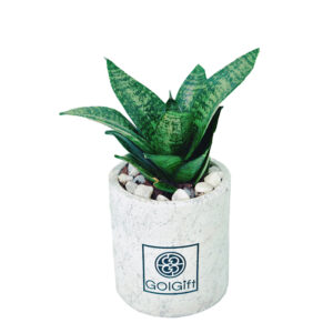 گیاه طبیعی سانسوریا سبز مدل شمشیری کوچک